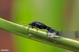 Attēlu rezultāti vaicājumam “Zicrona caerulea”