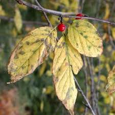 Attēlu rezultāti vaicājumam “Libanotis montana leaf”