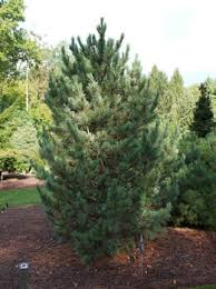 Image result for Pinus cembra