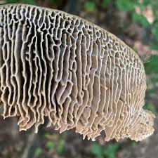 Attēlu rezultāti vaicājumam “Daedalea quercina”