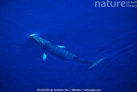 Image result for Balaenoptera bonaerensis