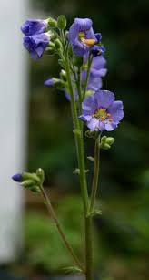 Attēlu rezultāti vaicājumam “Polemonium caeruleum”