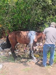 Resultado de imagen para sliced horse