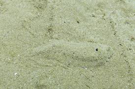 Image result for Solea solea