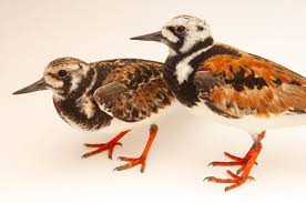 Attēlu rezultāti vaicājumam “Arenaria interpres”