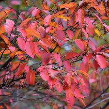 Attēlu rezultāti vaicājumam “Carpinus”