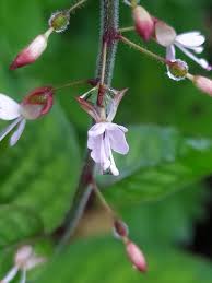 Attēlu rezultāti vaicājumam “Circaea lutetiana”