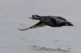 Attēlu rezultāti vaicājumam “Melanitta nigra male”