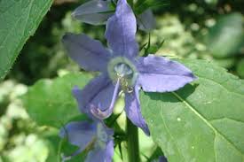 Image result for Campanula americana
