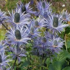 Attēlu rezultāti vaicājumam “Thesium alpinum flower”