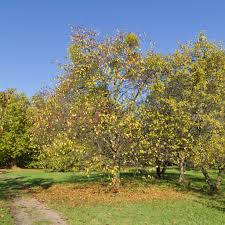 Attēlu rezultāti vaicājumam “Malus mandshurica”