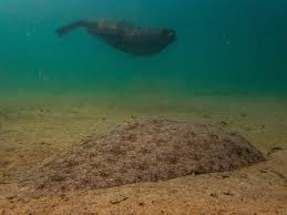 Image result for Gymnura natalensis