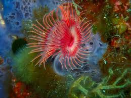 Attēlu rezultāti vaicājumam “Didymium serpula young”