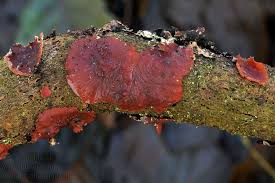 Attēlu rezultāti vaicājumam “Cytidia salicina”