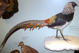 Image result for Chrysolophus amherstiae