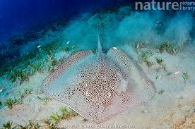 Image result for Himantura uarnak