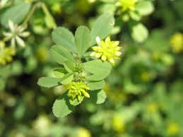 Attēlu rezultāti vaicājumam “Medicago lupulina fruit”