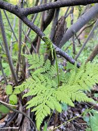 Attēlu rezultāti vaicājumam “Botrychium virginianum”