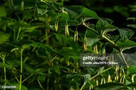 Attēlu rezultāti vaicājumam “Polygonatum multiflorum  leaf”