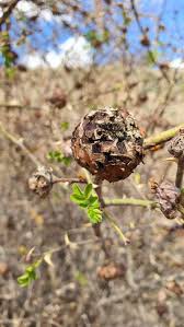 Attēlu rezultāti vaicājumam “Rosa villosa fruit”