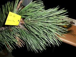 Attēlu rezultāti vaicājumam “Pinus nigra”