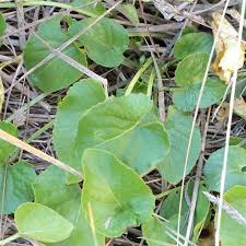 Attēlu rezultāti vaicājumam “Viola odorata leaf”