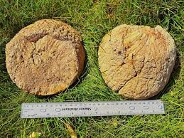 Attēlu rezultāti vaicājumam “Stemonitopsis hyperopta var. landewaldii”