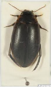 Attēlu rezultāti vaicājumam “Colymbetes paykulli”