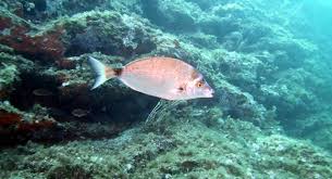 Image result for Diplodus puntazzo