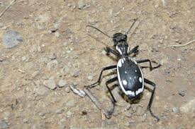 Attēlu rezultāti vaicājumam “Acupalpus flavicollis”