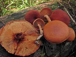 Attēlu rezultāti vaicājumam “Gymnopilus picreus”