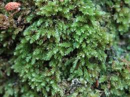 Attēlu rezultāti vaicājumam “Fissidens gracilifolius”