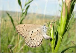 Attēlu rezultāti vaicājumam “Maculinea alcon female”