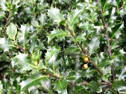 Attēlu rezultāti vaicājumam “Ilex x meserveae”