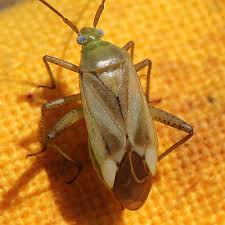 Attēlu rezultāti vaicājumam “Adelphocoris lineolatus imago”