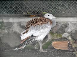 Image result for Otis tarda