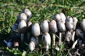 Attēlu rezultāti vaicājumam “Coprinus atramentarius”