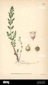 Attēlu rezultāti vaicājumam “Glaux maritima leaf”