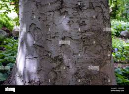 Attēlu rezultāti vaicājumam “Fagus sylvatica fo. purpurea”