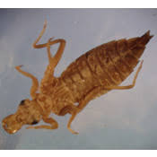 Attēlu rezultāti vaicājumam “Gomphidae”