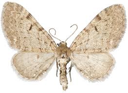 Attēlu rezultāti vaicājumam “Eupithecia sinuosaria”