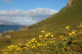 Attēlu rezultāti vaicājumam “Saxifraga hirculus”