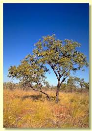 Attēlu rezultāti vaicājumam “Cribraria ferruginea”