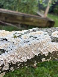 Attēlu rezultāti vaicājumam “Irpex lacteus”