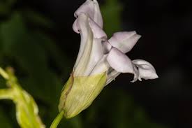 Attēlu rezultāti vaicājumam “Calystegia sepium flower”