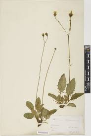 Attēlu rezultāti vaicājumam “Hieracium murorum”