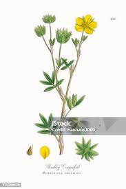 Attēlu rezultāti vaicājumam “Pentaphylloides fruticosa leaf”