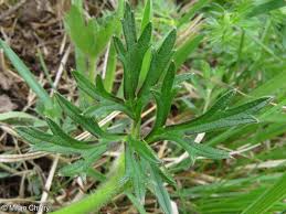 Attēlu rezultāti vaicājumam “Ranunculus polyanthemos”