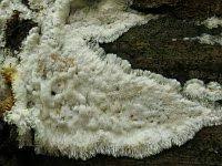 Attēlu rezultāti vaicājumam “Skeletocutis brevispora”