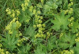 Attēlu rezultāti vaicājumam “Alchemilla subcrenata  flower”
